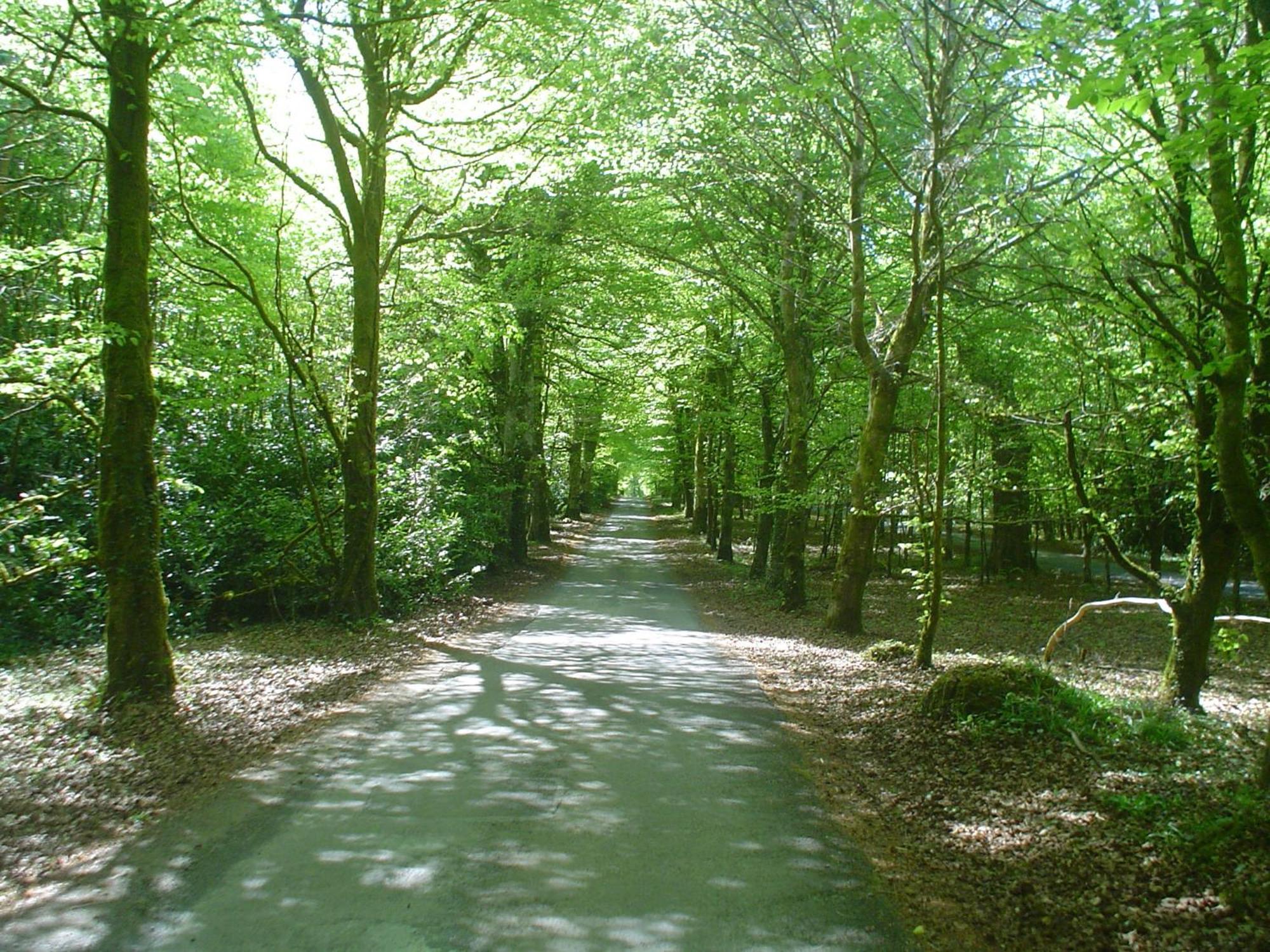 Forest Park House B&B Boyle Zewnętrze zdjęcie