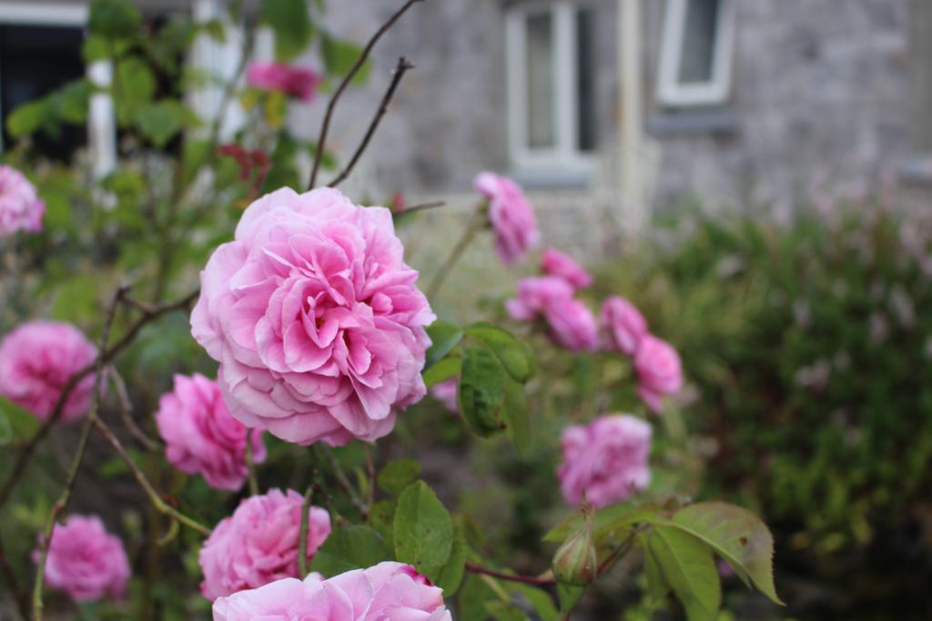 Forest Park House B&B Boyle Zewnętrze zdjęcie
